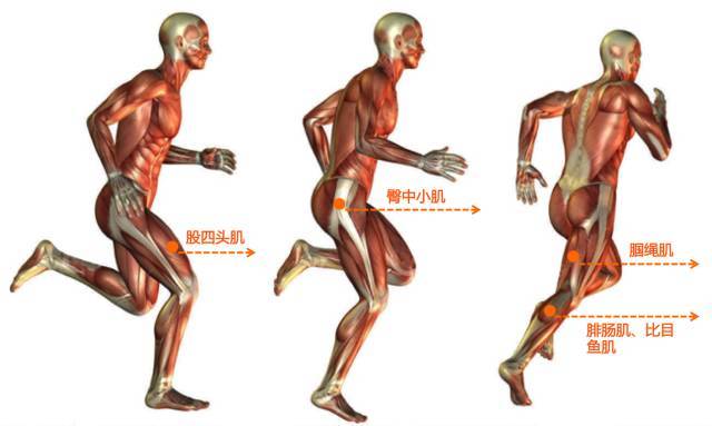 运动过程中,肌肉有几种收缩方式?