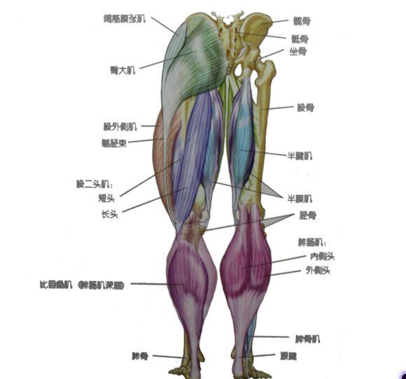 【我想问教练5】腿部肌肉怎么练?(上)