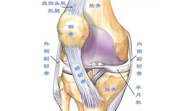 膝盖韧带结构图图片