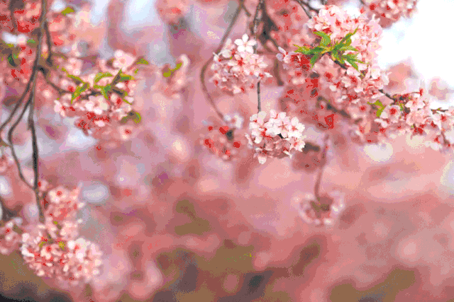 头图.gif