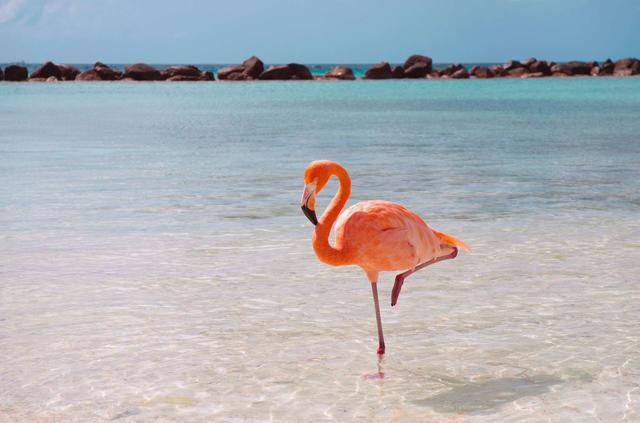 flamingo-beach-one-leg.jpg