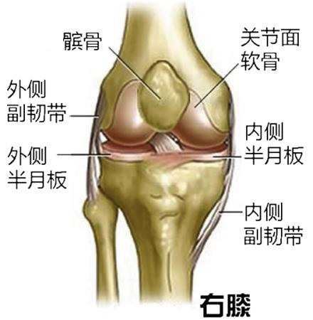 人腿骨结构图图片