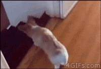 01.gif