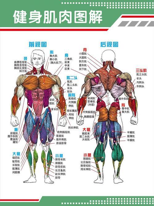 肌肉5.jpg