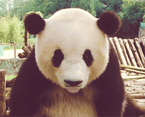 06.gif