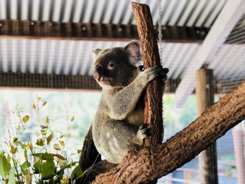 kuranda koala gardens(庫蘭達考拉園)