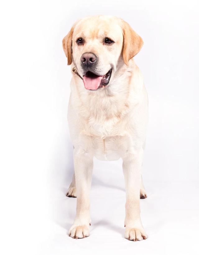 慢 拉布拉多犬.jpg