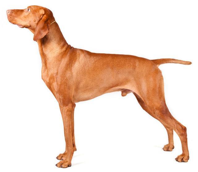 加 维西拉猎犬.jpg