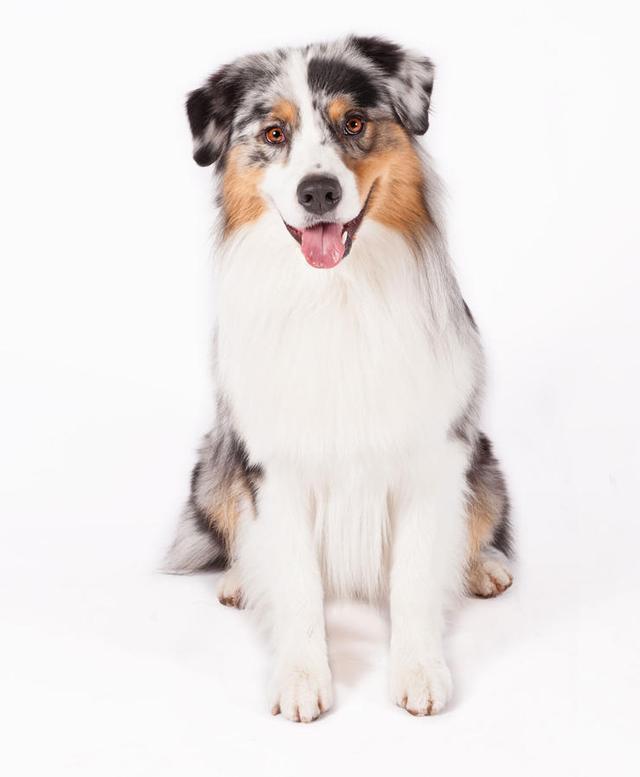 山地 澳大利亚牧羊犬.jpg