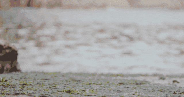 7.gif