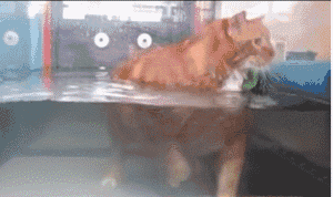 4.gif