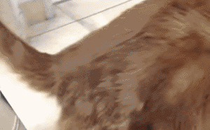 5.gif