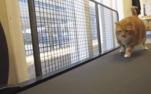 0.gif