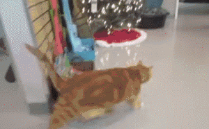 6.gif