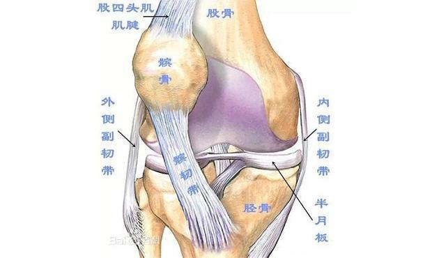 主,因此最易损伤的结构是股四头肌本身及膝关节内外侧副韧带及髌韧带